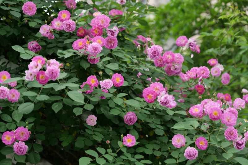 月季花 2