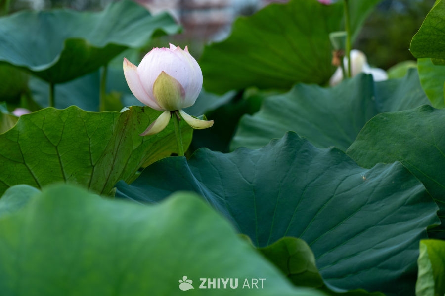 荷花 26