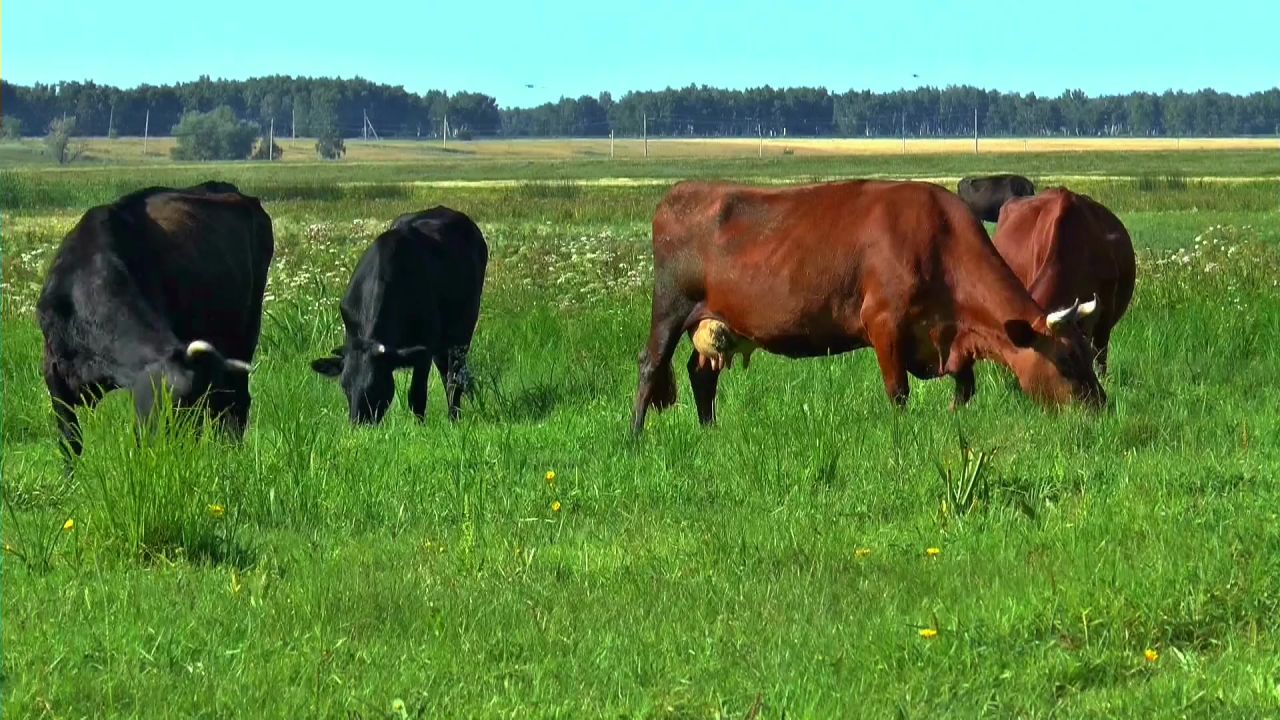 夏季草甸群母牛