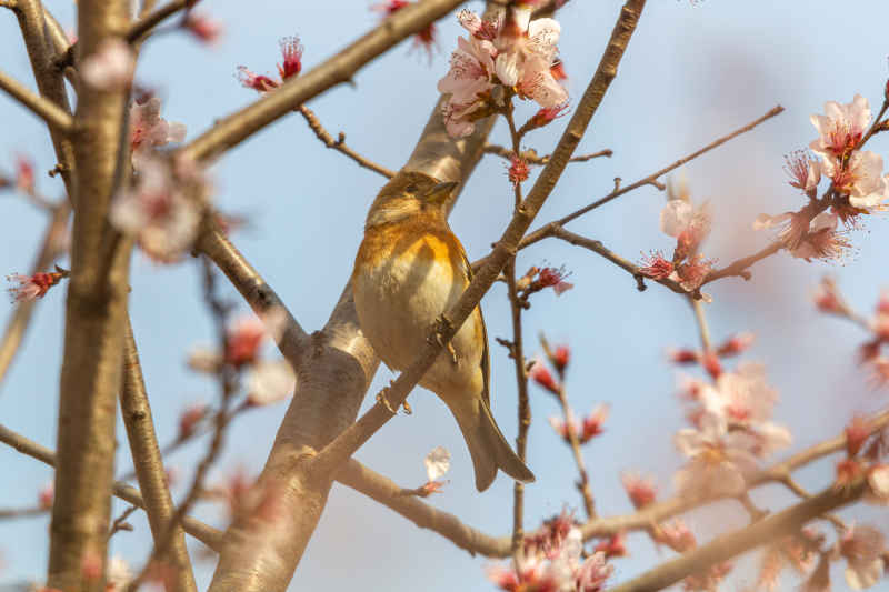 与花共舞