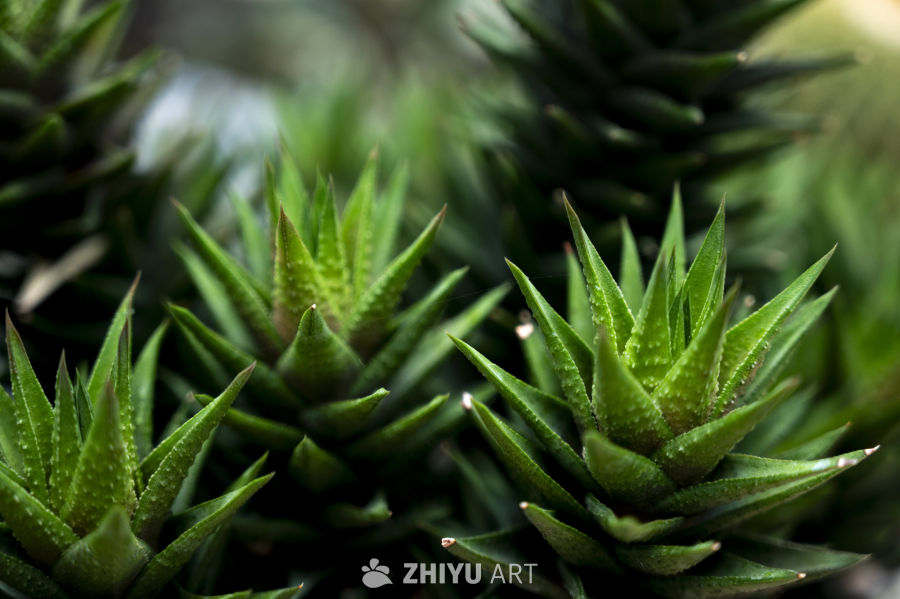 热带植物合集 13