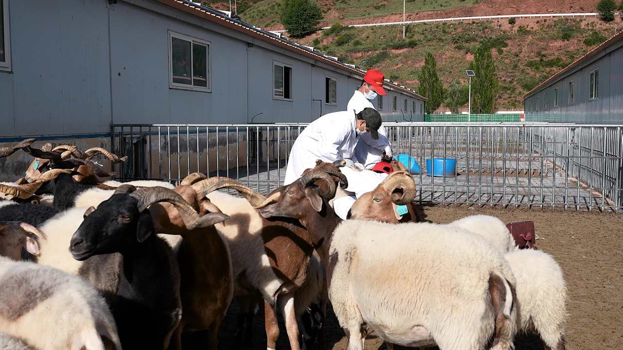 兽医团队给羊群做防疫
