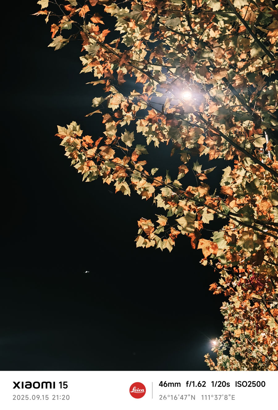 秋夜灯火映枫叶
