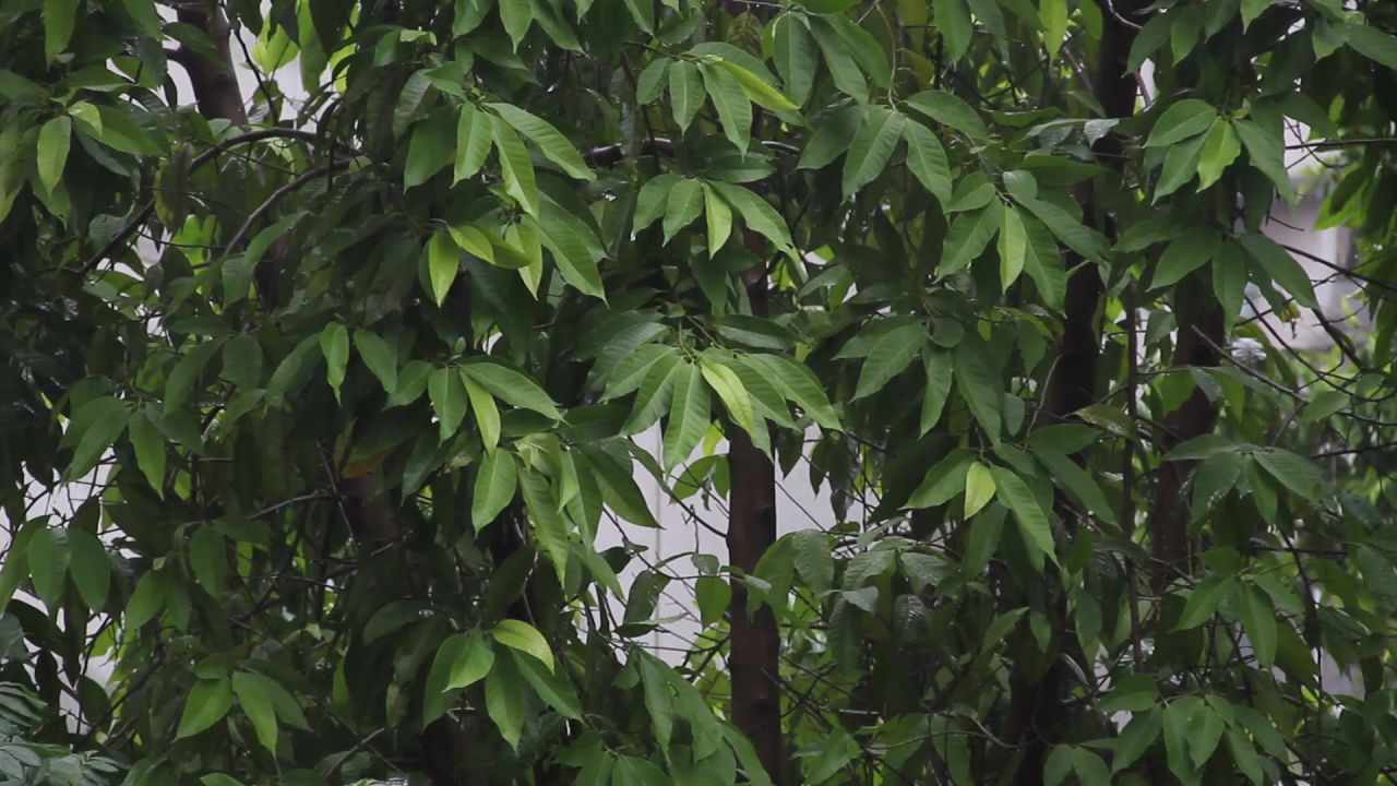 大雨中的白兰树茂密的枝叶2