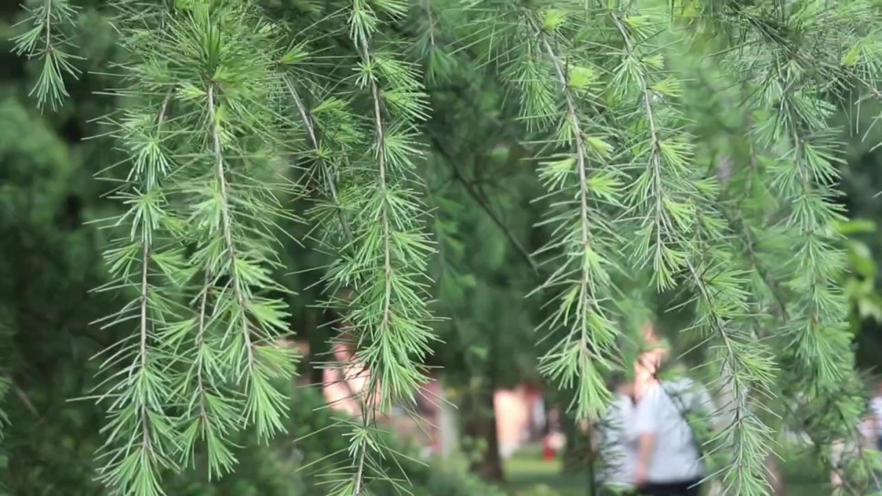 松针