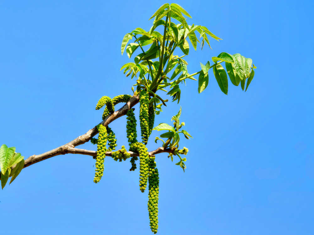 夏