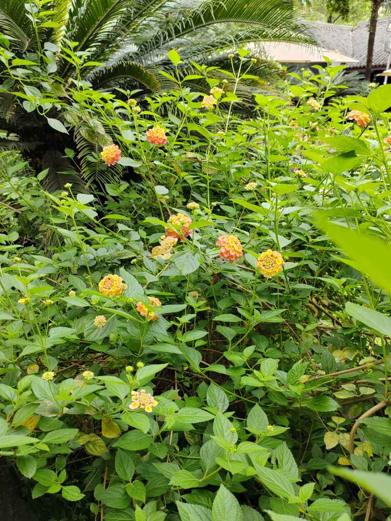 花
