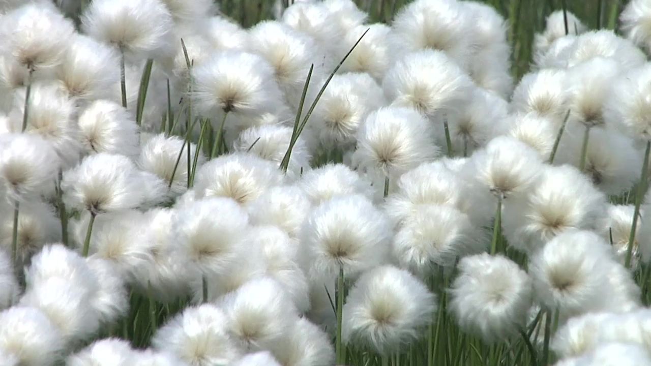 鲜花坎内托风吹