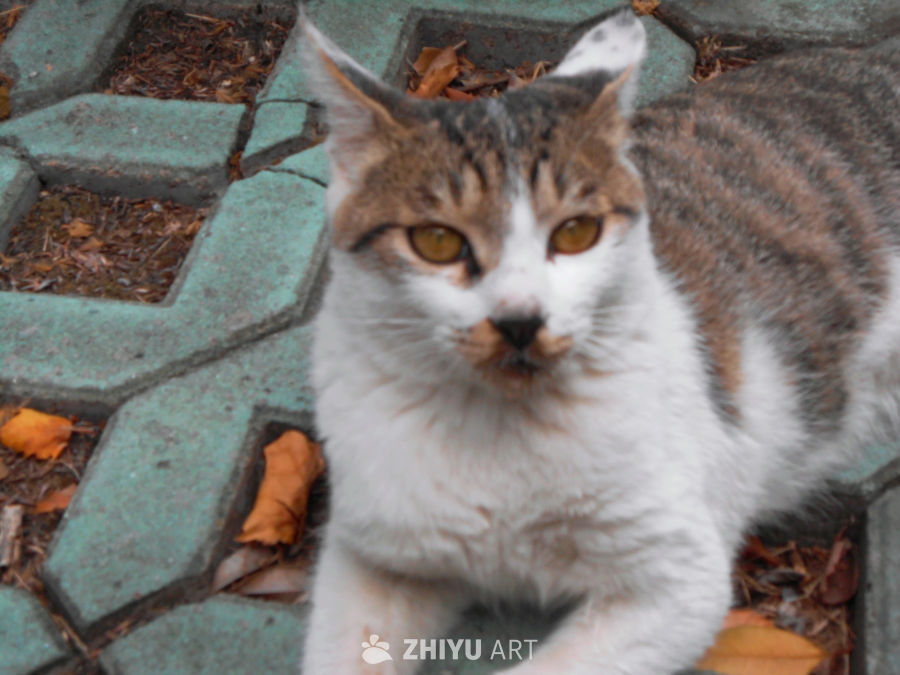 好米的猫猫