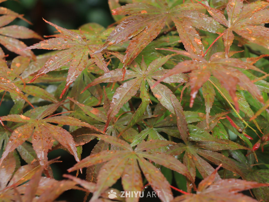 雨后红绿交织的枫叶