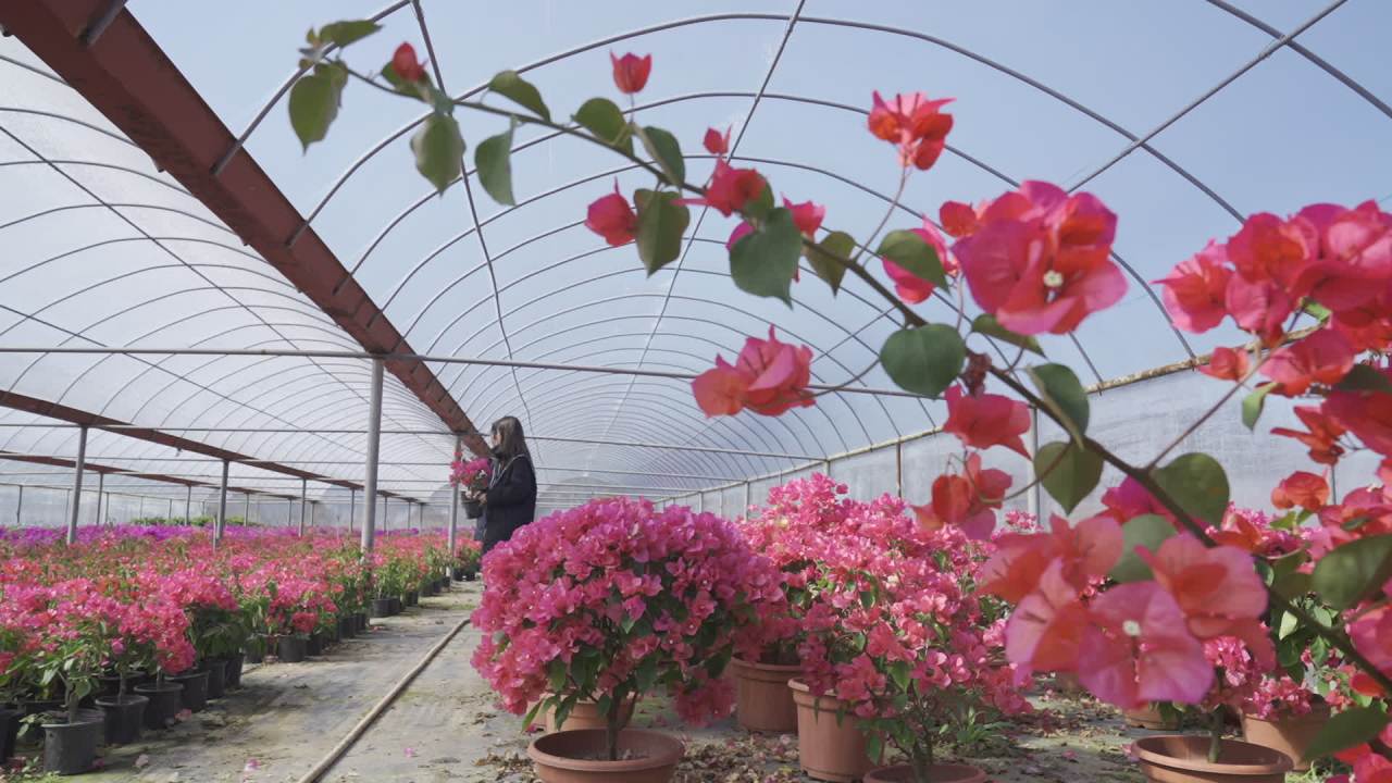 年宵花 13