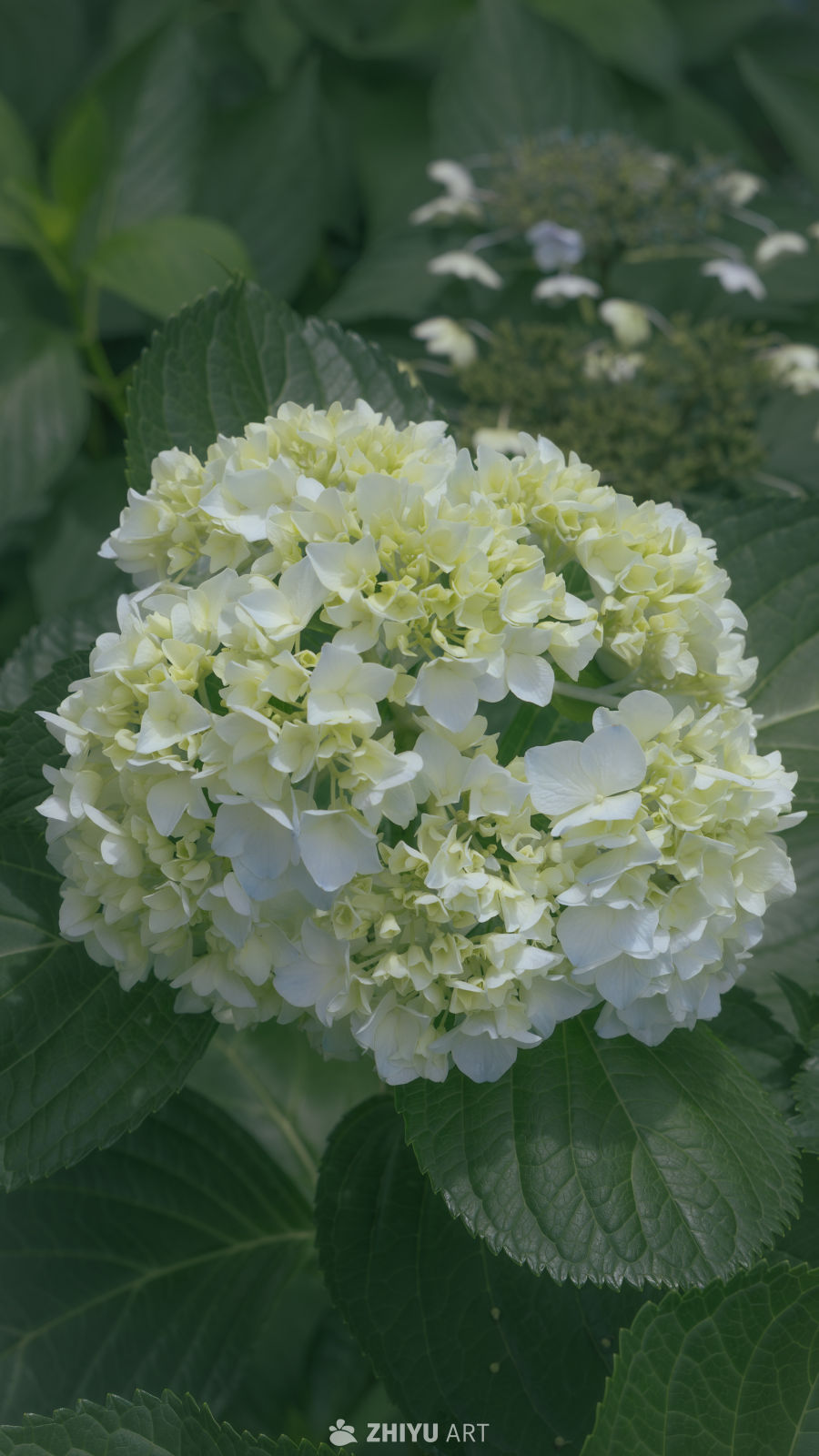 绿色清新绣球花