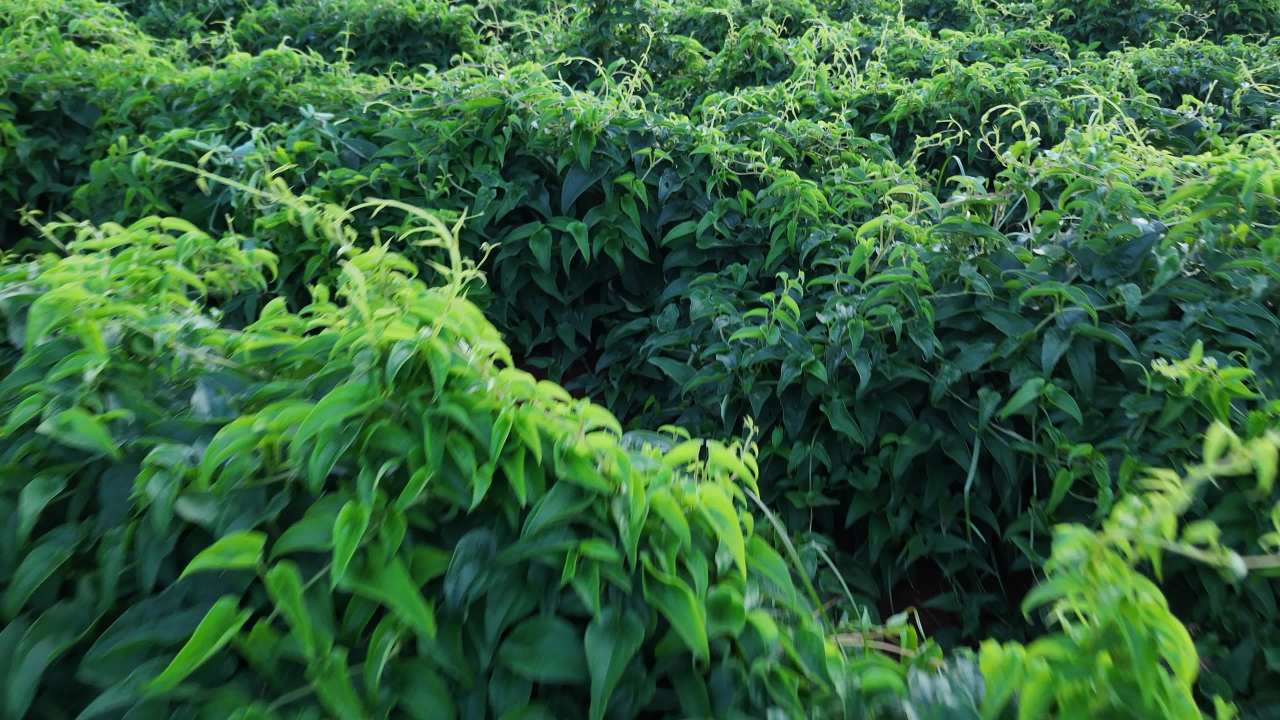 绿意盎然的自然景观