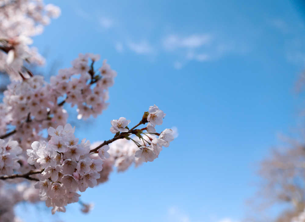   粉色樱花