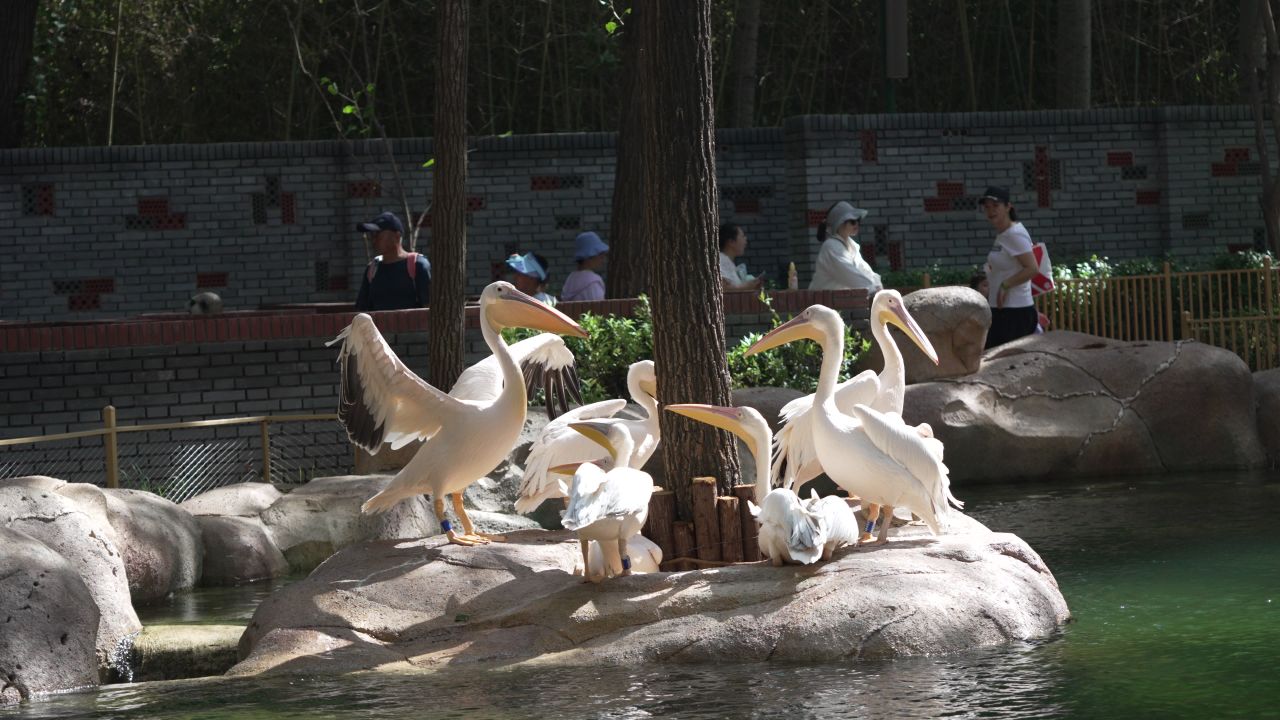 北京野生动物园 动物合辑 28
