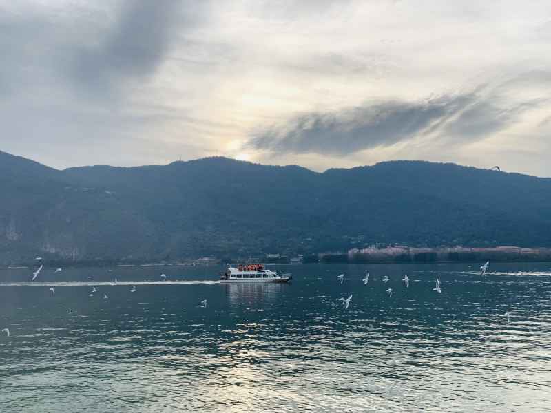 海鸥 21