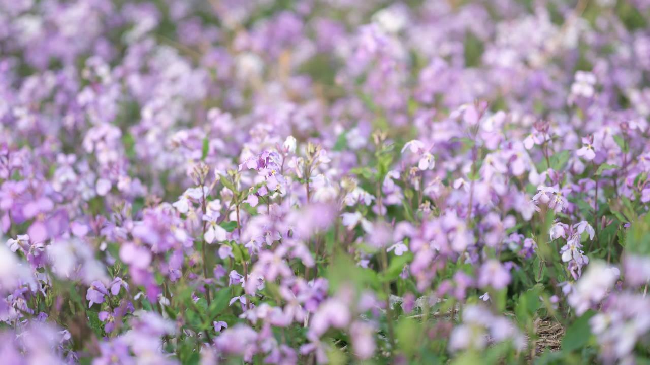 花 1