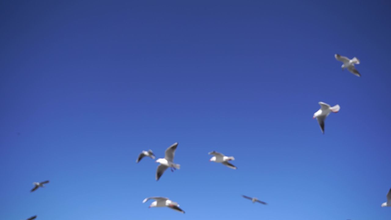 昆明海埂大坝海鸥