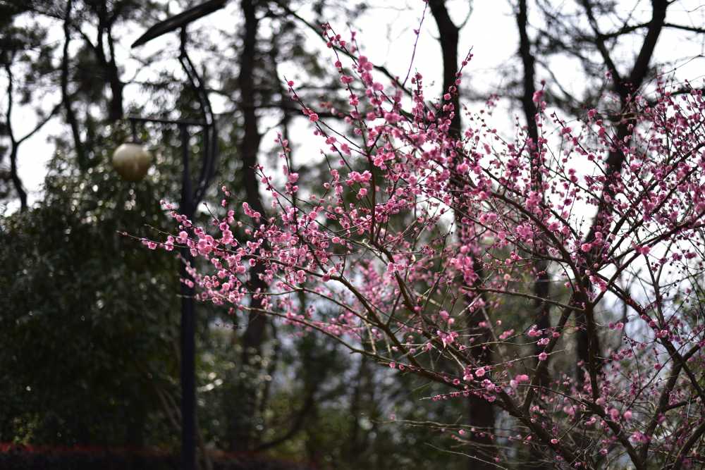 上虞龙山公园