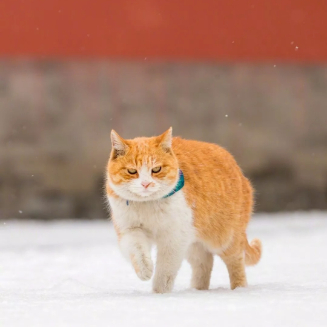 踏雪XT。