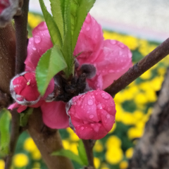 萝菲䔡
