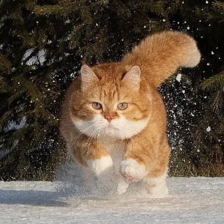 南巷橘猫