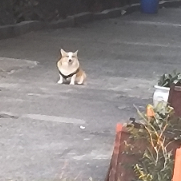 三十六码
