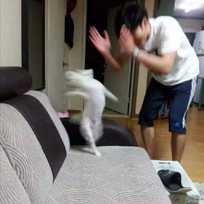 陈十二