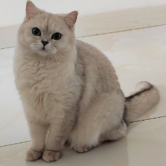 羽灵