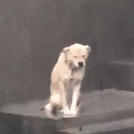 Abu