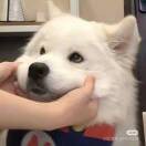 江遇