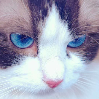 北纬