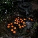 Moonlight_077
