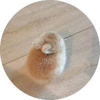 鲸鲨