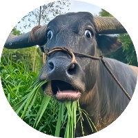 江鲫