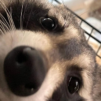 背书包的小浣熊