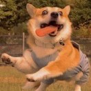 树洛